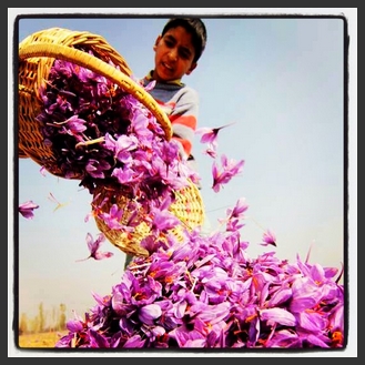 Persian Saffron as valuable as gold Persian Tradition wine